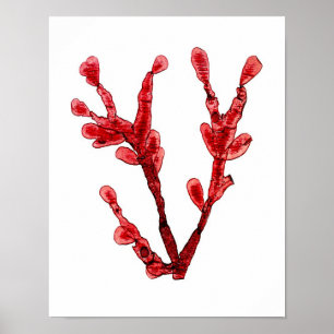 Red Seaweed Art Print No.8 Beach Deco Poster