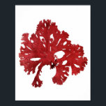 Red Seaweed Art Print No.9 Beach Deco Poster<br><div class="desc">Rote Algen Nr. 9 Antike Naturgeschichte Print. Dies ist eine antike Algenillustrierung aus dem 18. Jahrhundert, die digital in brillante Farben wie sie der ursprüngliche Künstler beabsichtigt hatte wiederhergestellt wurde. Bitte stöbern Sie in unserem Shop nach anderen passenden Algendrucken. Wenn sie gerahmt und in einer Gruppe zusammen ausgestellt werden, machen...</div>