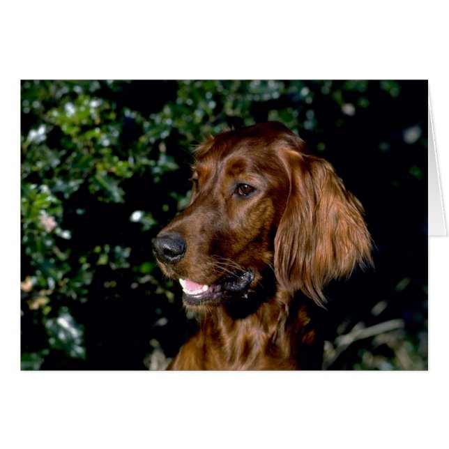 Red Setter (Vorderseite (Horizontal))