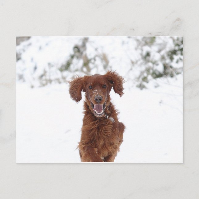 Red Setter Postkarte (Vorderseite)
