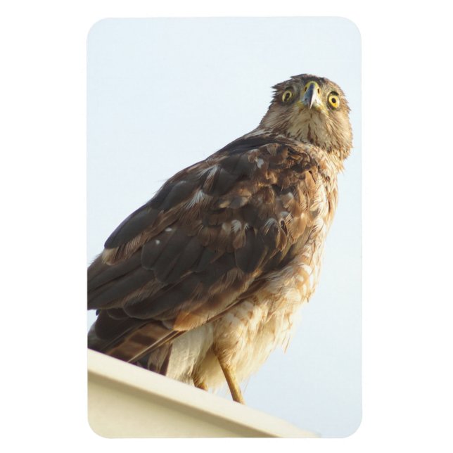 Red Shoulded Hawk Flexible Magnet (Vertikal)