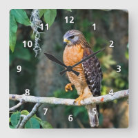 Red-Shouldered Hawk, wir haben Limb Clock