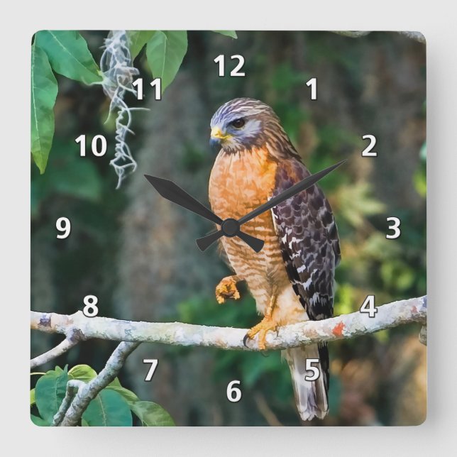 Red-Shouldered Hawk, wir haben Limb Clock Quadratische Wanduhr (Vorderseite)