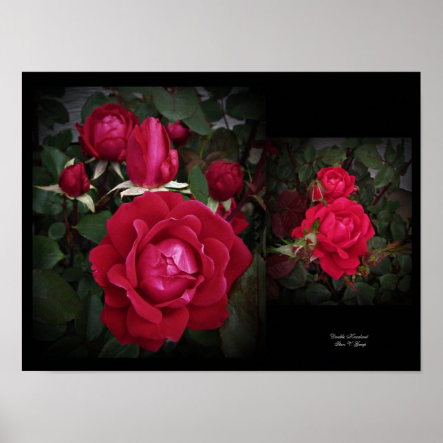 Red Shrub Rose Doppel Knock out Mauer von Stan VG Poster (Vorne)