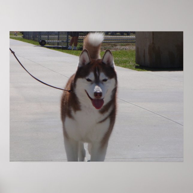 Red Siberian Husky Poster (Vorne)