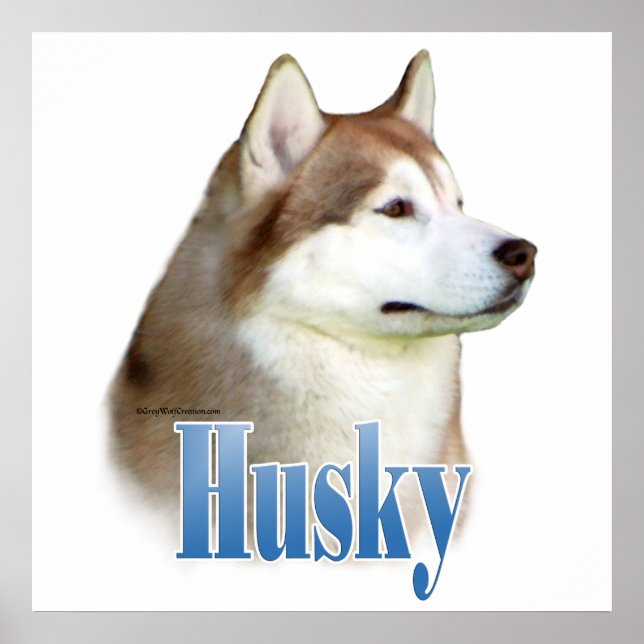 Red Siberian Husky Poster (Vorne)