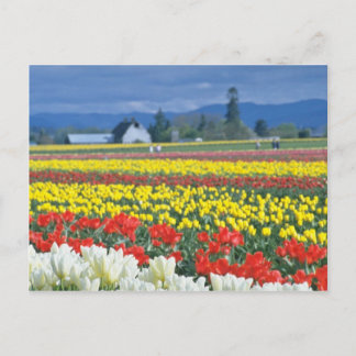 Red Skagit Valley, Mount Rainier, Washington, USA Postkarte