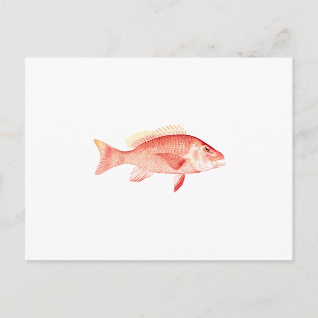 Red Snapper Postkarte (Vorderseite)