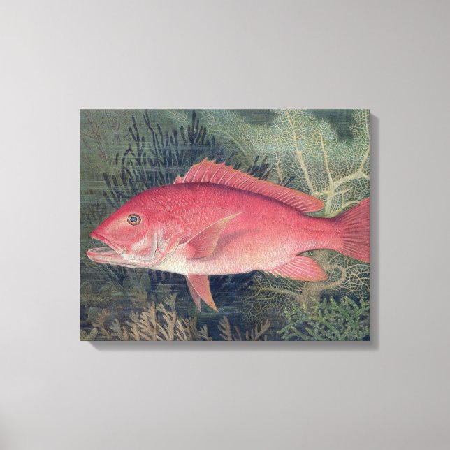 Red Snapper, von "Game Fish the United Staat Leinwanddruck (Vorderseite)