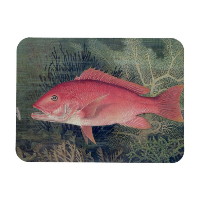 Red Snapper, von "Game Fish the United Staat Magnet (Horizontal)