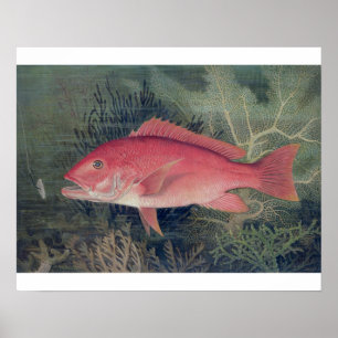 Red Snapper, von "Game Fish the United Staat Poster