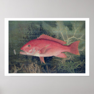 Red Snapper, von "Game Fish the United Staat Poster