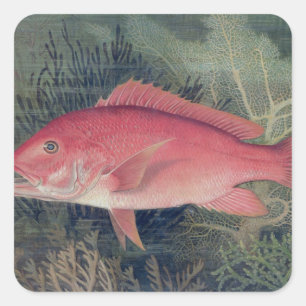 Red Snapper, von "Game Fish the United Staat Quadratischer Aufkleber