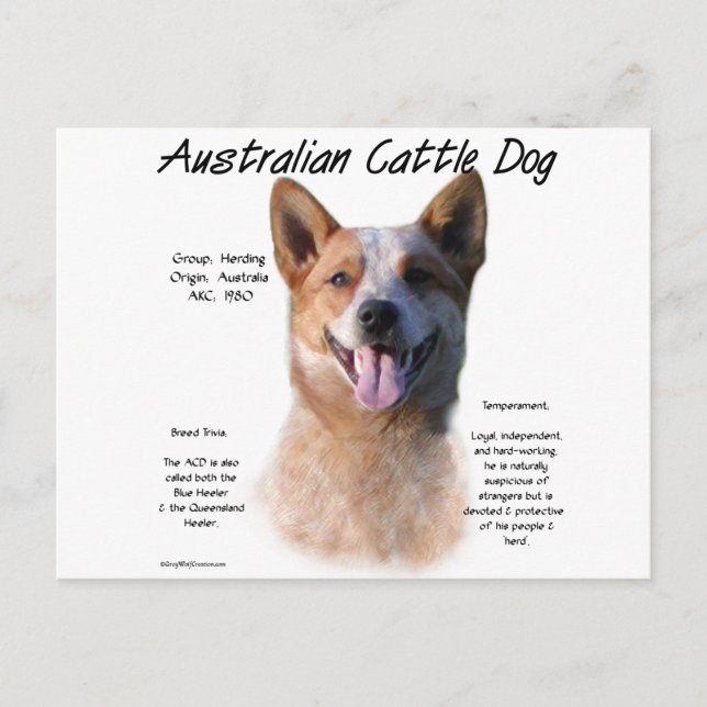 Red Speckle Australian Cattle Dog History Postkarte (Vorderseite)