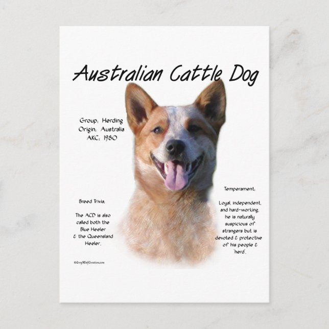 Red Speckle Australian Cattle Dog History Postkarte (Vorderseite)