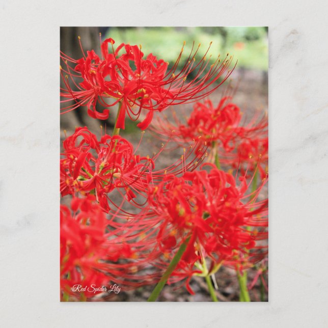 Red Spider Lily:Postcard Postkarte (Vorderseite)