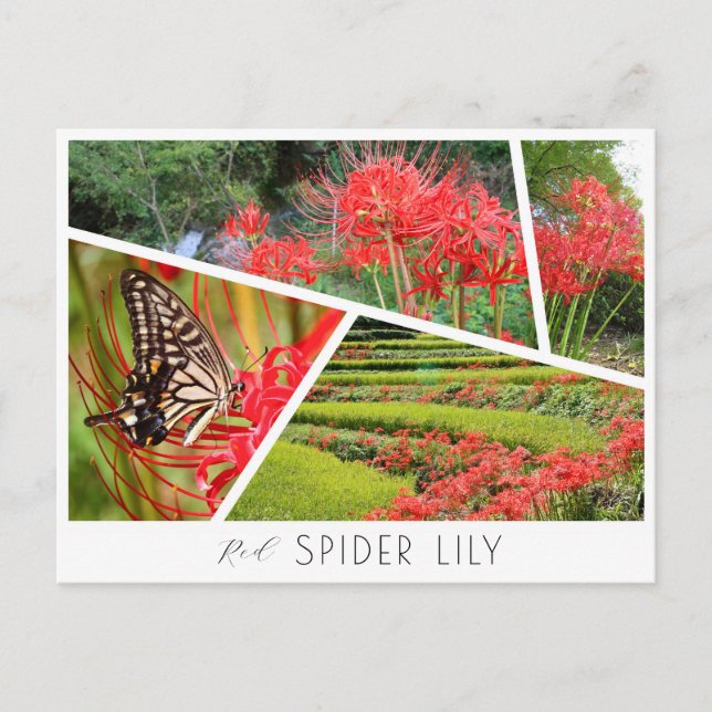 Red Spider Lily Postkarte (Vorderseite)