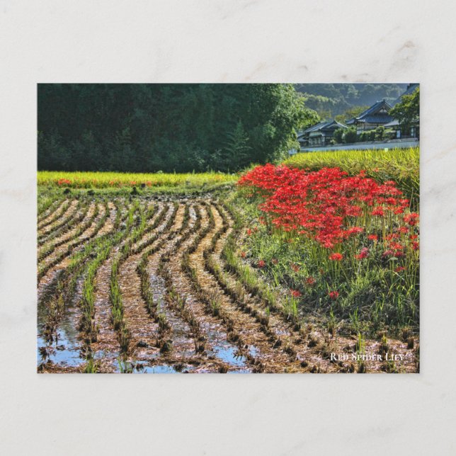 Red Spider Lily Postkarte (Vorderseite)