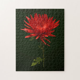 Red Spider Mum Puzzle