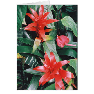 Red Spikey Tropical Blume