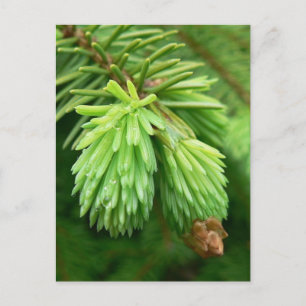 Red Spruce Sprouts Postkarte