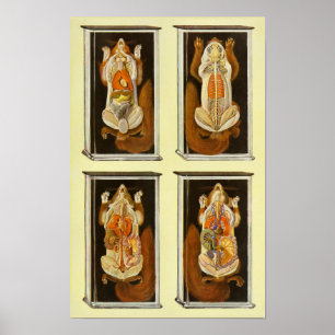 Red Squirrel Anatomy Veterinary Vintage Poster