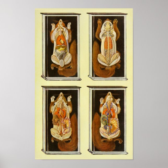 Red Squirrel Anatomy Veterinary Vintage Poster (Vorne)