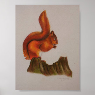 Red Squirrel Print Poster