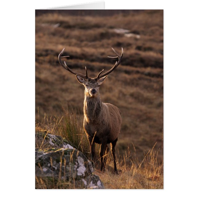 Red Stags Card (Vorne)