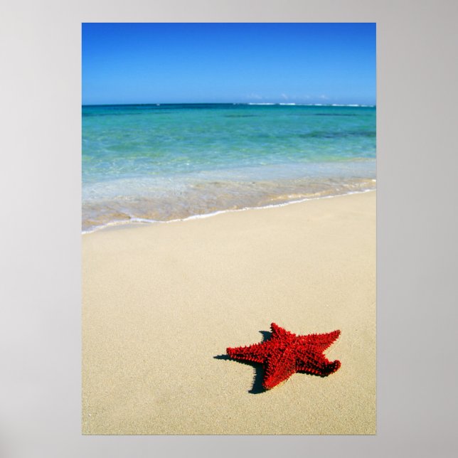 Red Starfish am weißen Sandstrand Poster (Vorne)