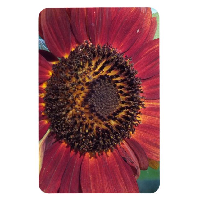 Red Sunflower Magnet (Vertikal)