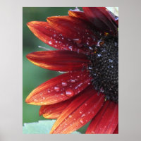 Red Sunflower Poster