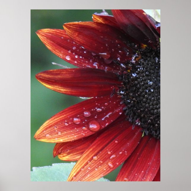 Red Sunflower Poster (Vorne)