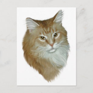 Red Tabby Maine Coon Postkarte