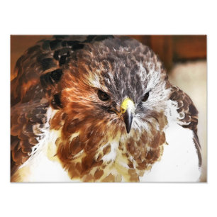 RED TAED HAWK FOTODRUCK