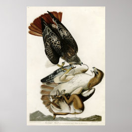 Red Tail Hawk Birds of America von James Audubon Poster