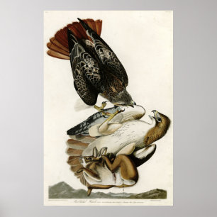 Red Tail Hawk Birds of America von James Audubon Poster