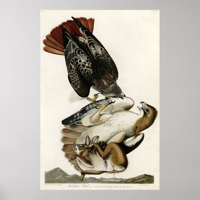 Red Tail Hawk Birds of America von James Audubon Poster (Vorne)
