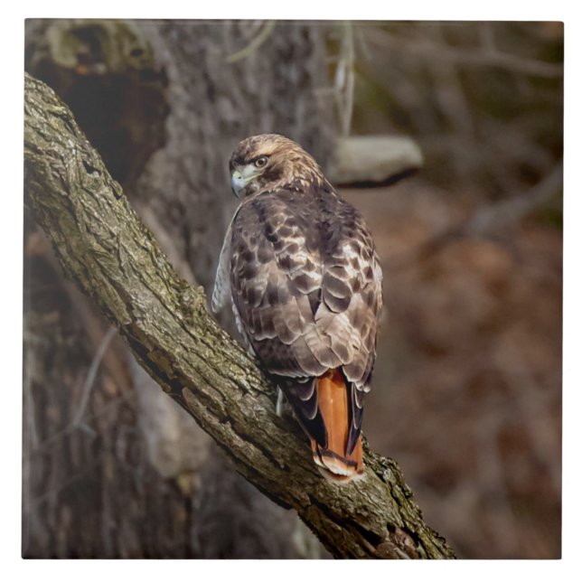 Red-Tail Hawk Fliese (Vorderseite)