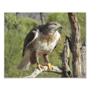 Red Tail Hawk Foto Print