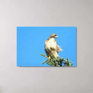 Red Tail Hawk Free in der Wind-Leinwand Leinwanddruck