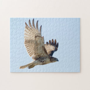 Red Tail Hawk in Flight Puzzle