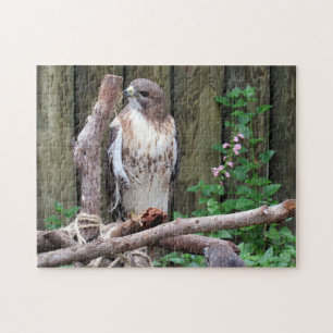Red Tail Hawk - Jigsaw Puzzle