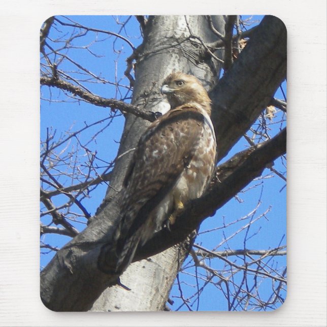 Red Tail Hawk (Juevenile) Mouse Pad Mousepad (Vorne)