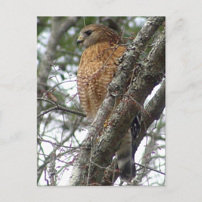 Red Tail Hawk Postcard Postkarte (Vorderseite)
