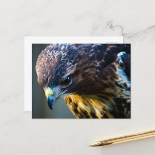 Red Tail Hawk Postcard Postkarte