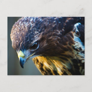 Red Tail Hawk Postcard Postkarte