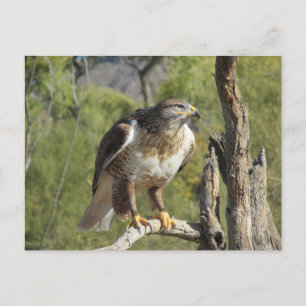 Red Tail Hawk Postcard Postkarte
