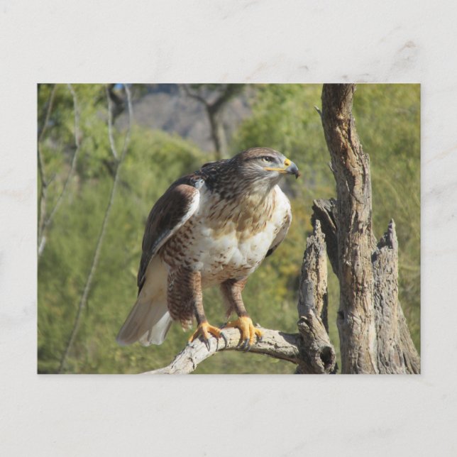 Red Tail Hawk Postcard Postkarte (Vorderseite)