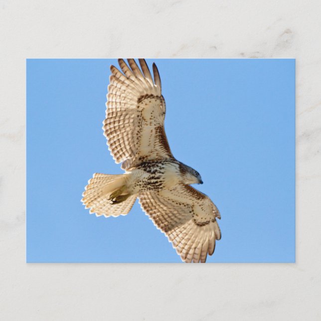 Red Tail Hawk Postkarte (Vorderseite)